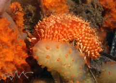 Aplousobranchia