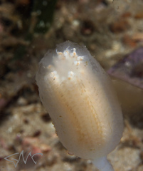 Sycozoa pulchra