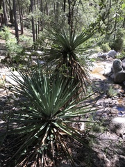 Yucca schottii