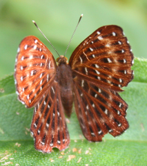Zemeros flegyas allica
