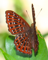 Zemeros flegyas allica