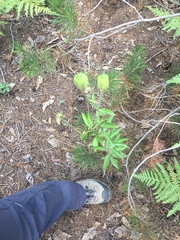 Lilium washingtonianum