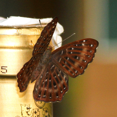 Zemeros flegyas allica