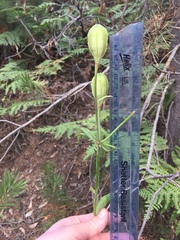 Lilium washingtonianum