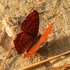 Zemeros flegyas allica