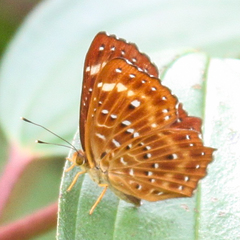 Zemeros flegyas allica