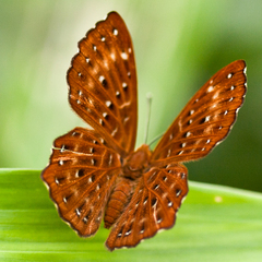 Zemeros flegyas allica