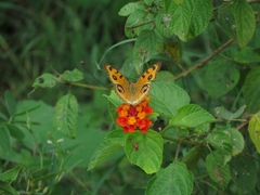 Junonia almana