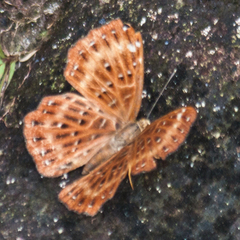 Zemeros flegyas allica