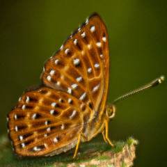 Zemeros flegyas allica
