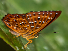 Zemeros flegyas allica