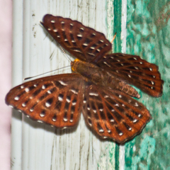 Zemeros flegyas allica