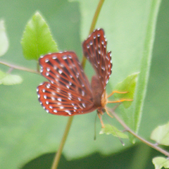 Zemeros flegyas allica