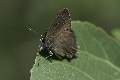 Striped Hairstreak