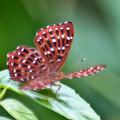 Zemeros flegyas allica