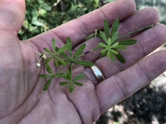 Galium mexicanum