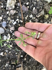 Galium mexicanum