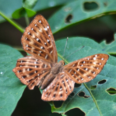 Zemeros flegyas allica