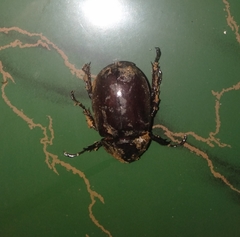 Xylotrupes gideon gideon