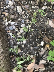 Galium mexicanum