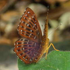 Zemeros flegyas allica