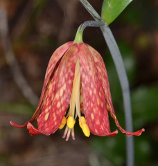 Fritillaria recurva