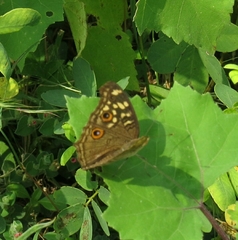 Junonia lemonias