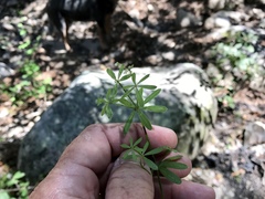 Galium mexicanum