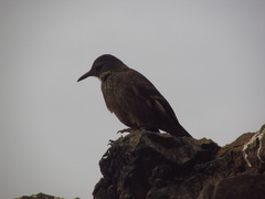 Cinclodes taczanowskii