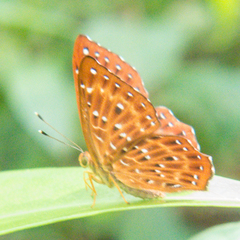 Zemeros flegyas allica