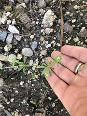 Galium mexicanum