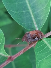 Stethaulax marmorata