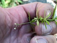 Galium mexicanum