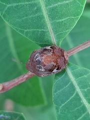 Stethaulax marmorata