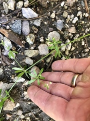 Galium mexicanum
