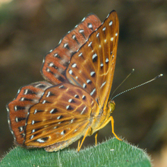 Zemeros flegyas allica