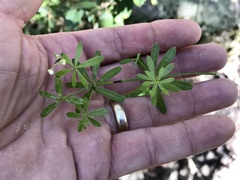 Galium mexicanum