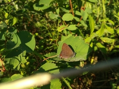Satyrium liparops fletcheri
