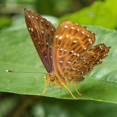 Zemeros flegyas allica