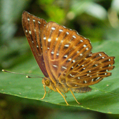 Zemeros flegyas allica