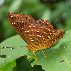 Zemeros flegyas allica