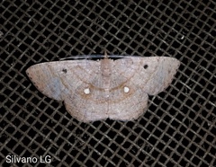 Parilexia cermala