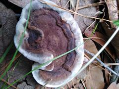 Fungi