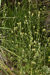 Draba praealta
