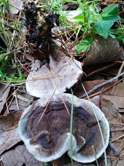 Fungi