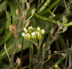 Draba praealta