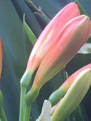Clivia
