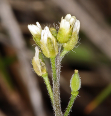 Draba praealta