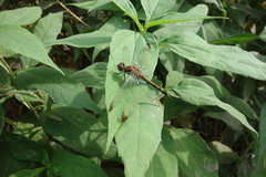 Sympetrum infuscatum