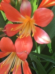 Clivia